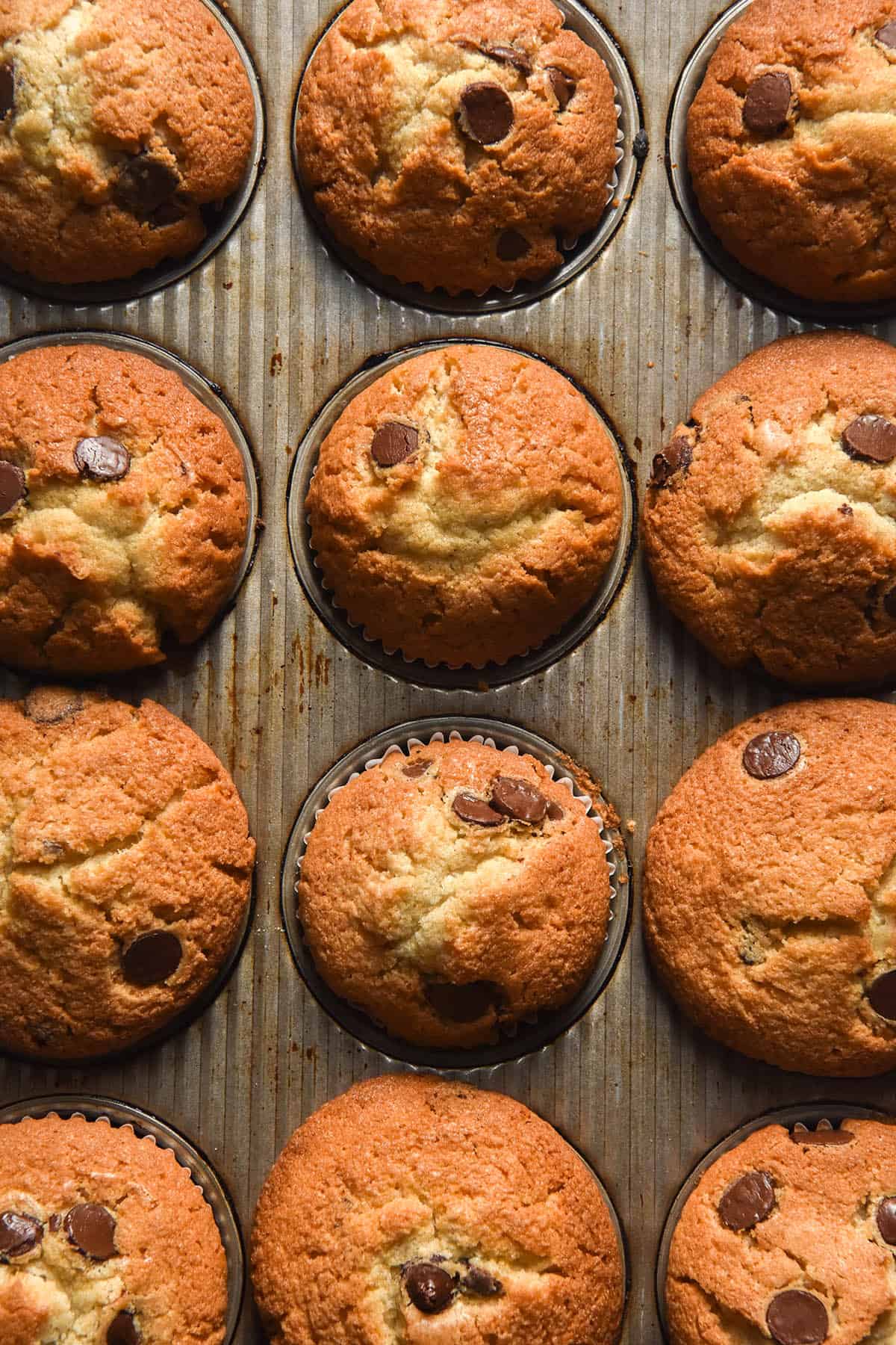 An aerial view of a muffin tray filled with gluten free chocolate chip muffins. The muffin tops are golden brown and studded with extra chocolate chips