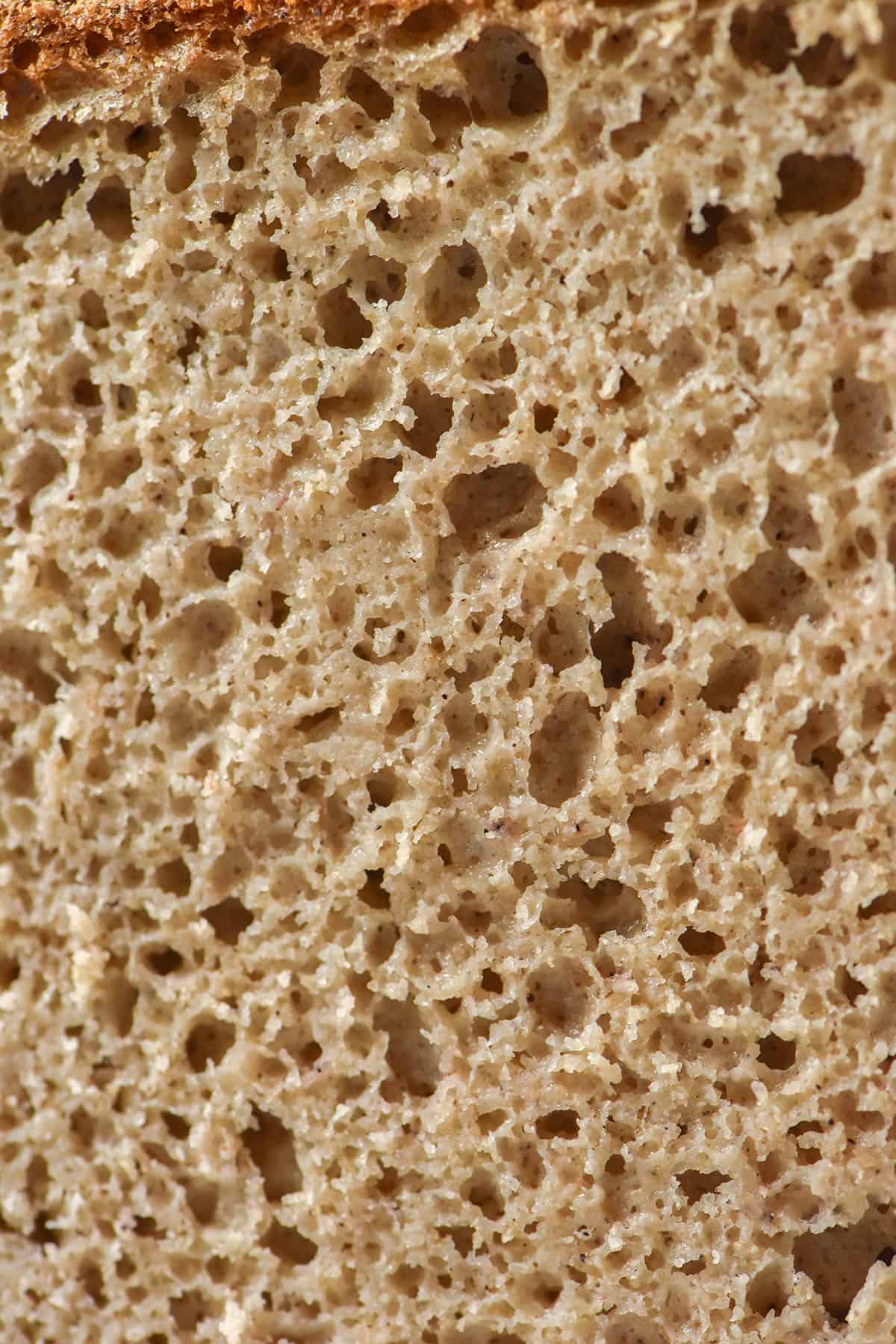 A close up macro image of the open crumb structure of a loaf of sorghum bread