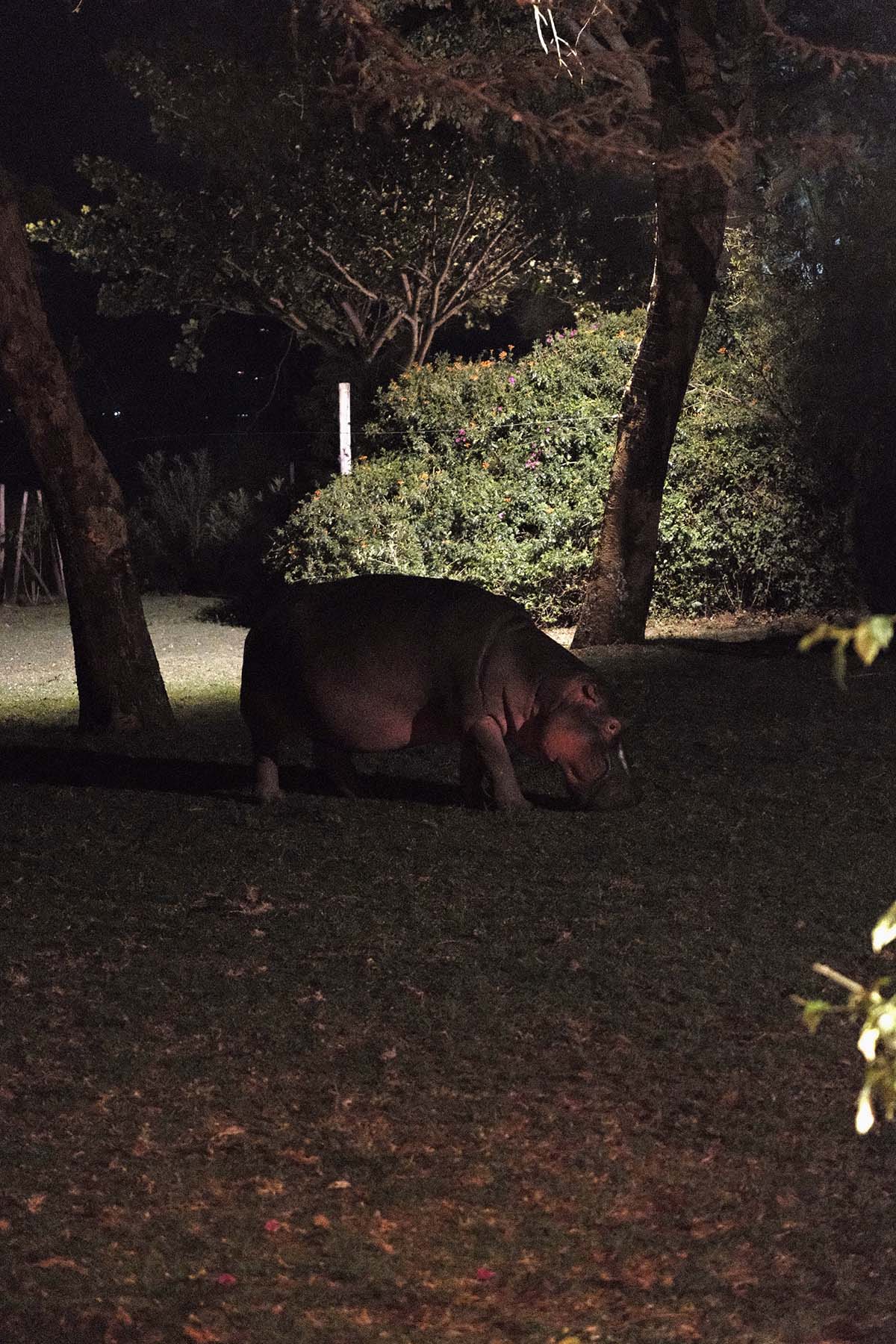 A dark image of a hippo grazing in the backyard of The Cowshed at Sungura, Lake Naivasha