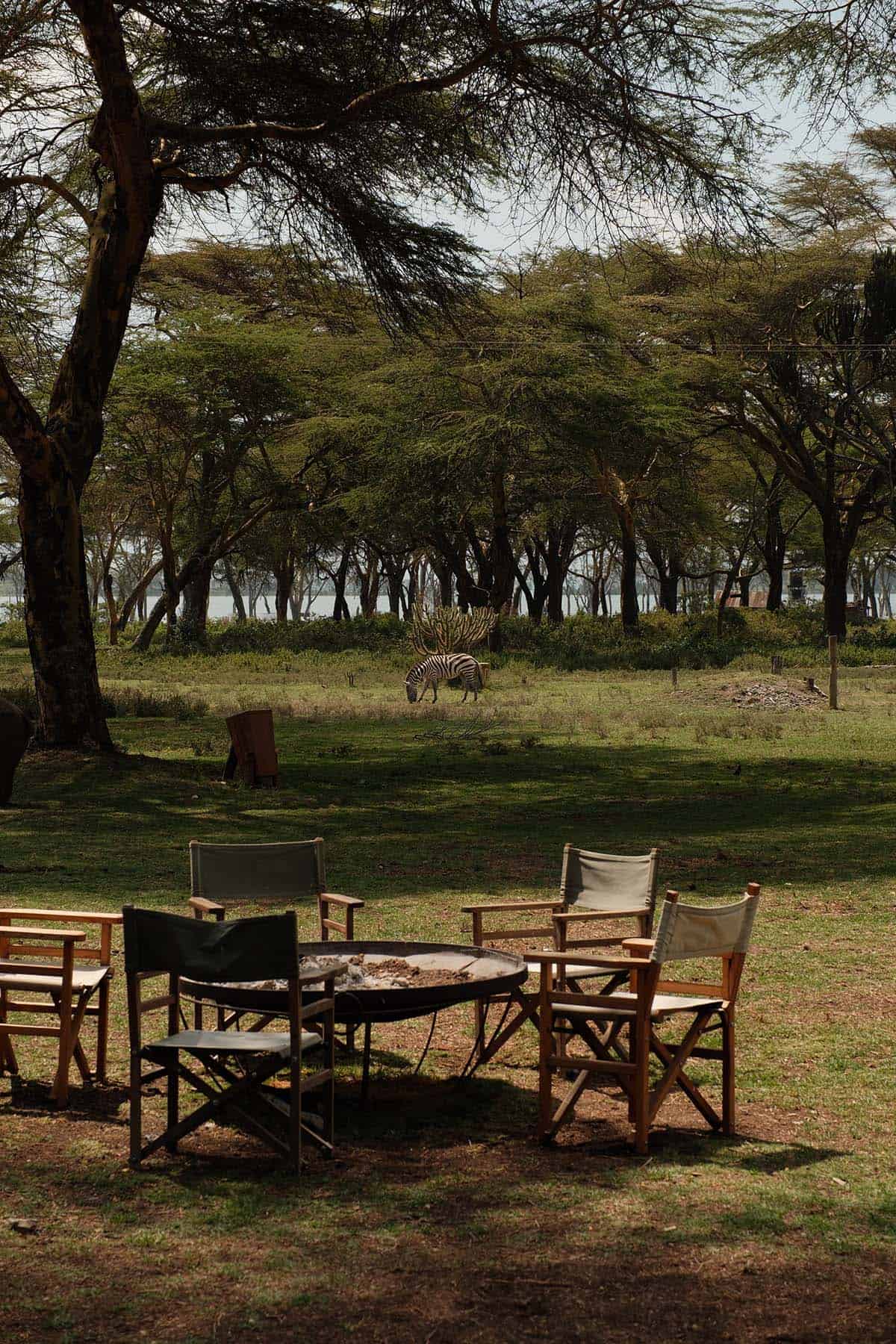 An image of a table at Kijiko Restaurant in Lake Naivasha. The table is set amongst the grass and trees and a zebra grazes in the background