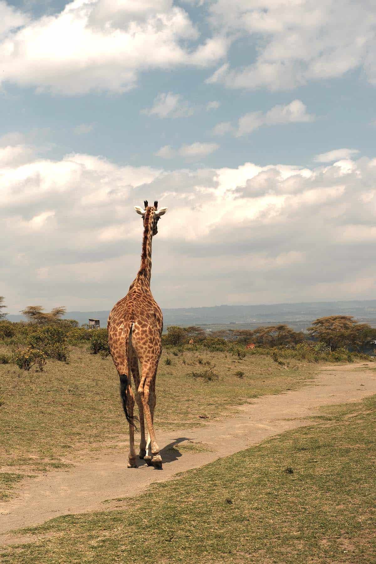 An image of a giraffe walking along the footpath at Crescent Island, Lake Naivasha