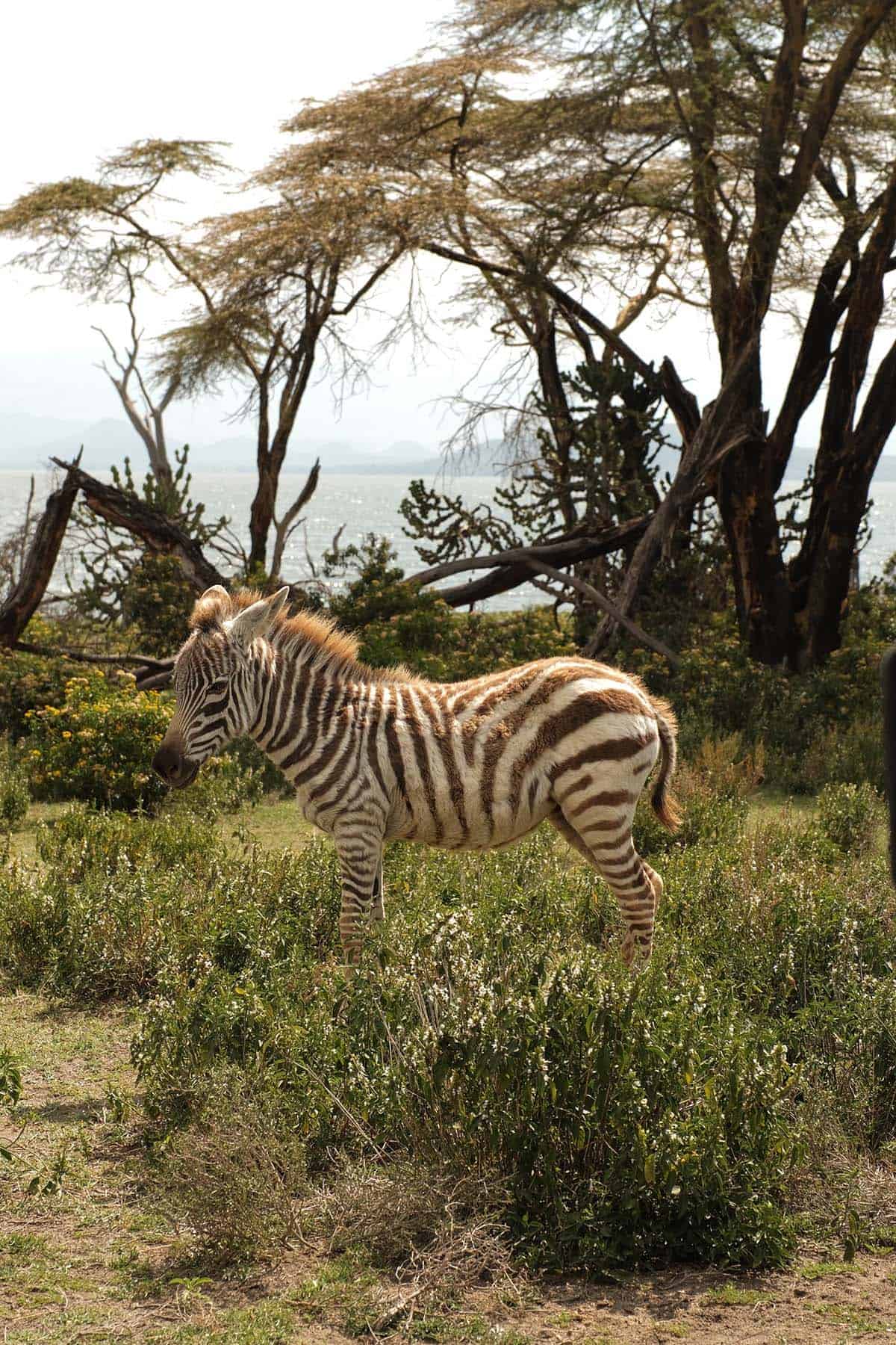 An image of a baby zebra set against Lake Naivasha in Kenya