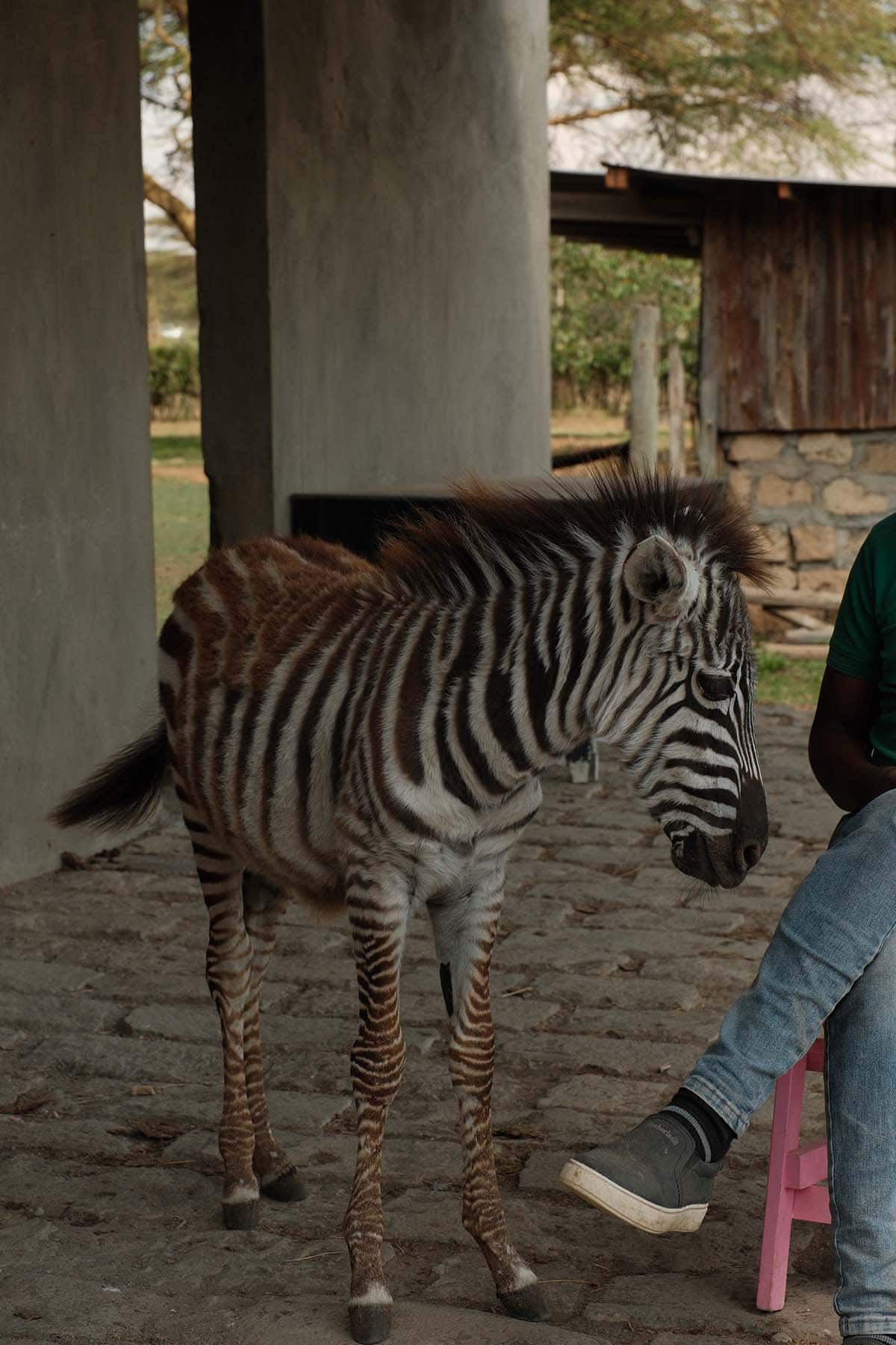 An image of the orphaned baby zebra at Sanctuary Farms, Lake Naivasha
