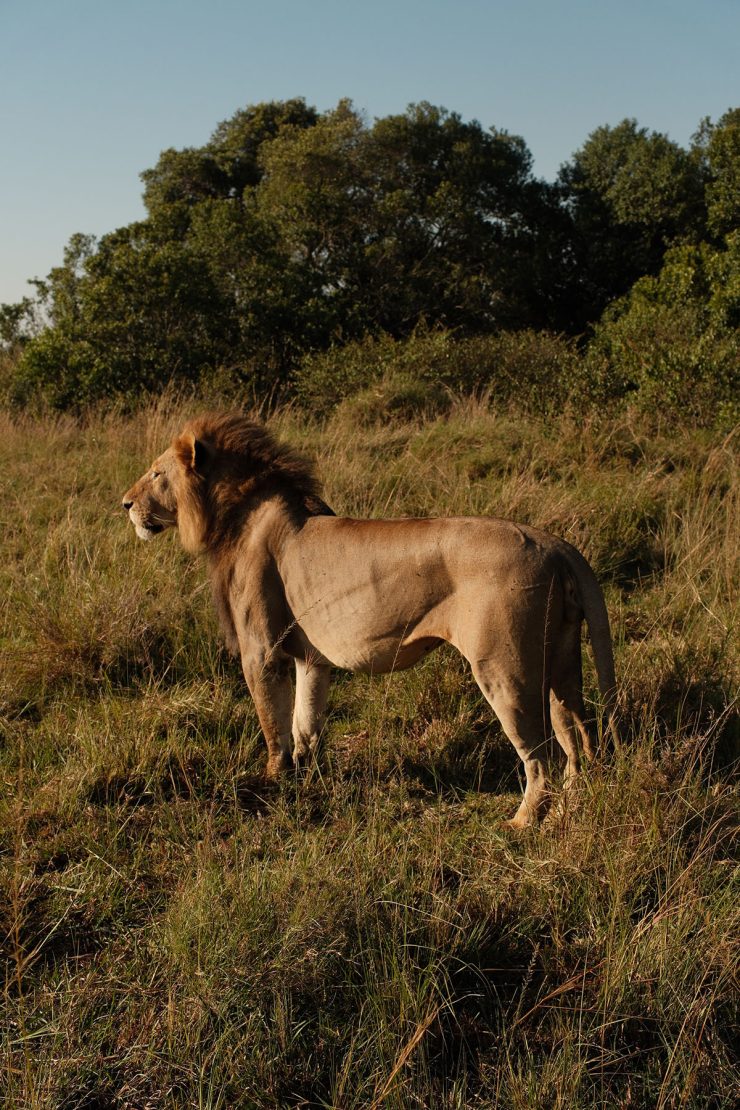 An image of a male lion in the Masai Mara, Kenya