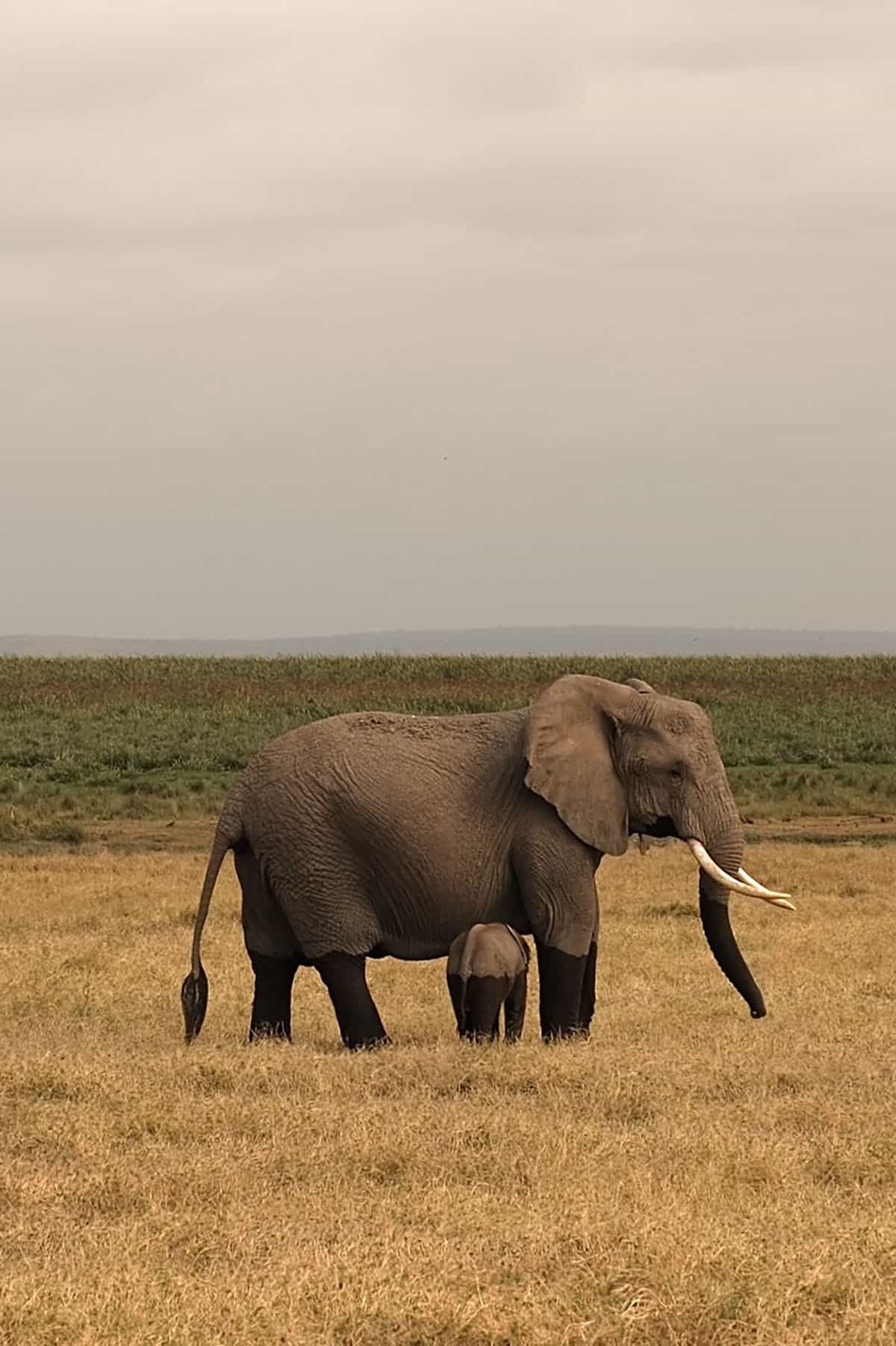 A photo of an elephant and her baby at Amboseli National Park, Kenya