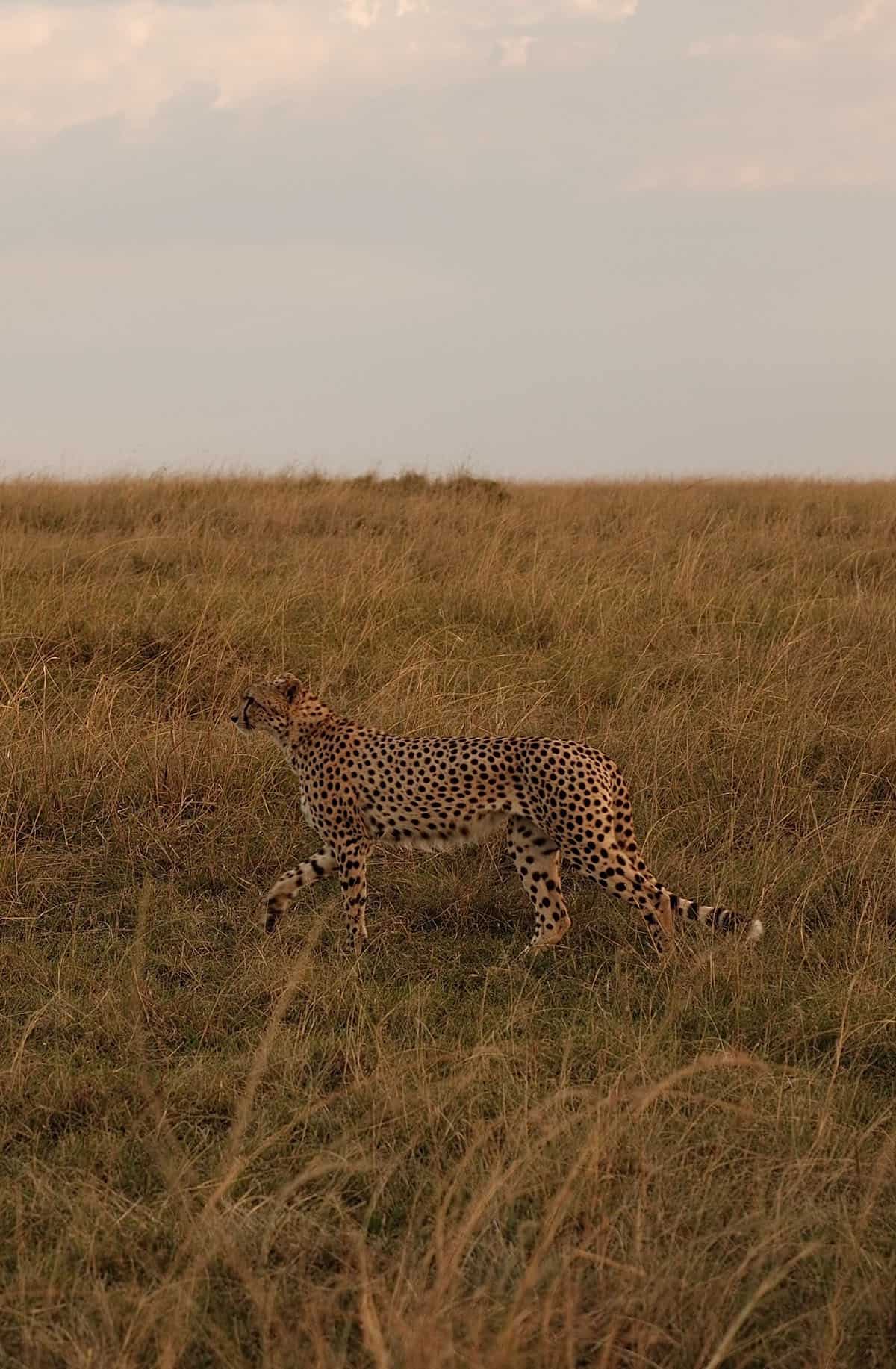 A cheetah walking in the Masai Mara at dusk
