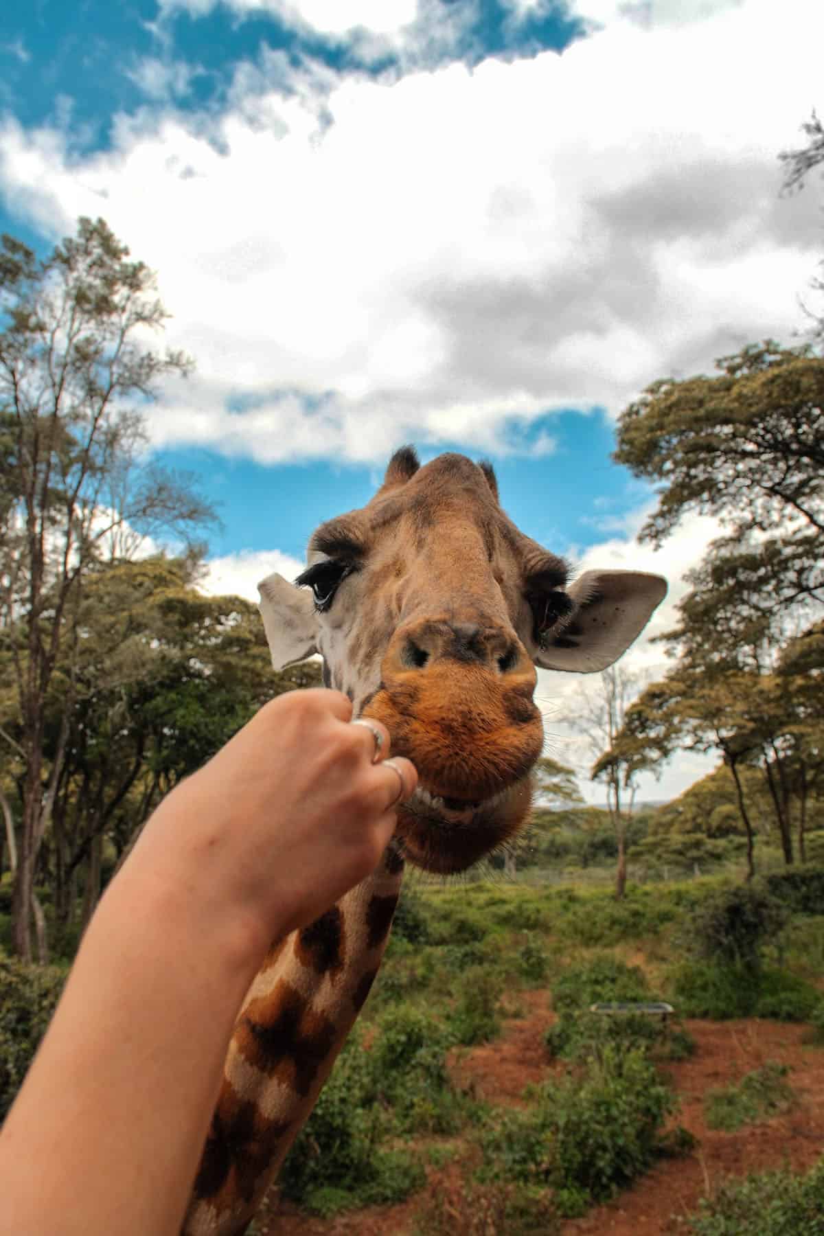 An image of a hand holding out food for a Giraffe at the Giraffe Centre in Nairobi, Kenya