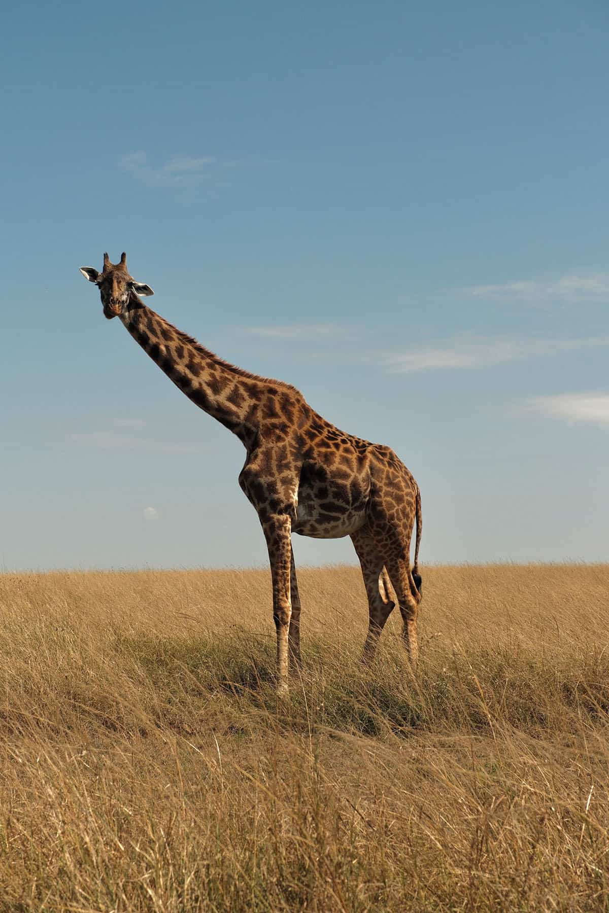 A giraffe on a sunny day in the Masai Mara