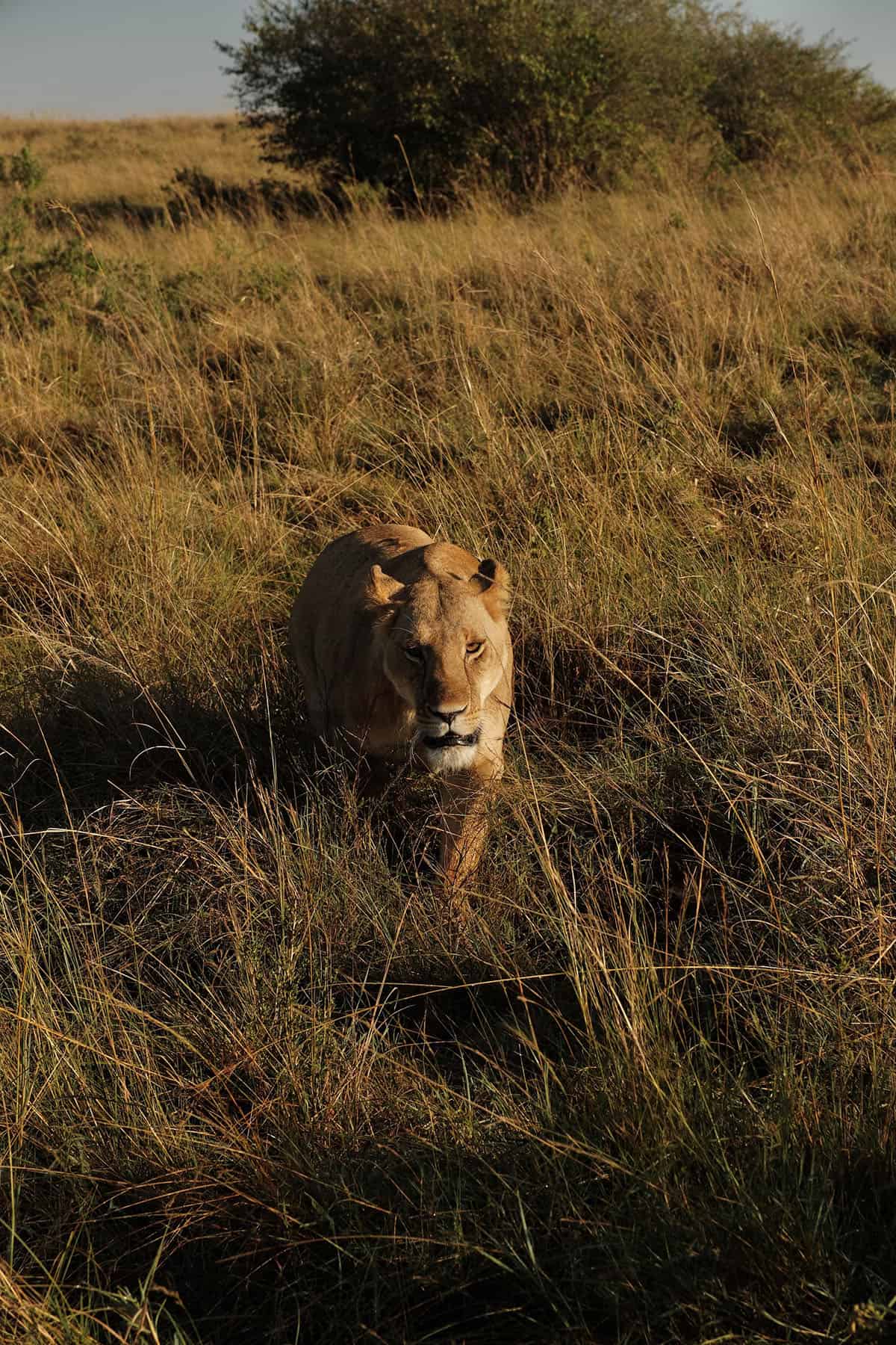 A lionness walking towards the viewer in the Safari Car