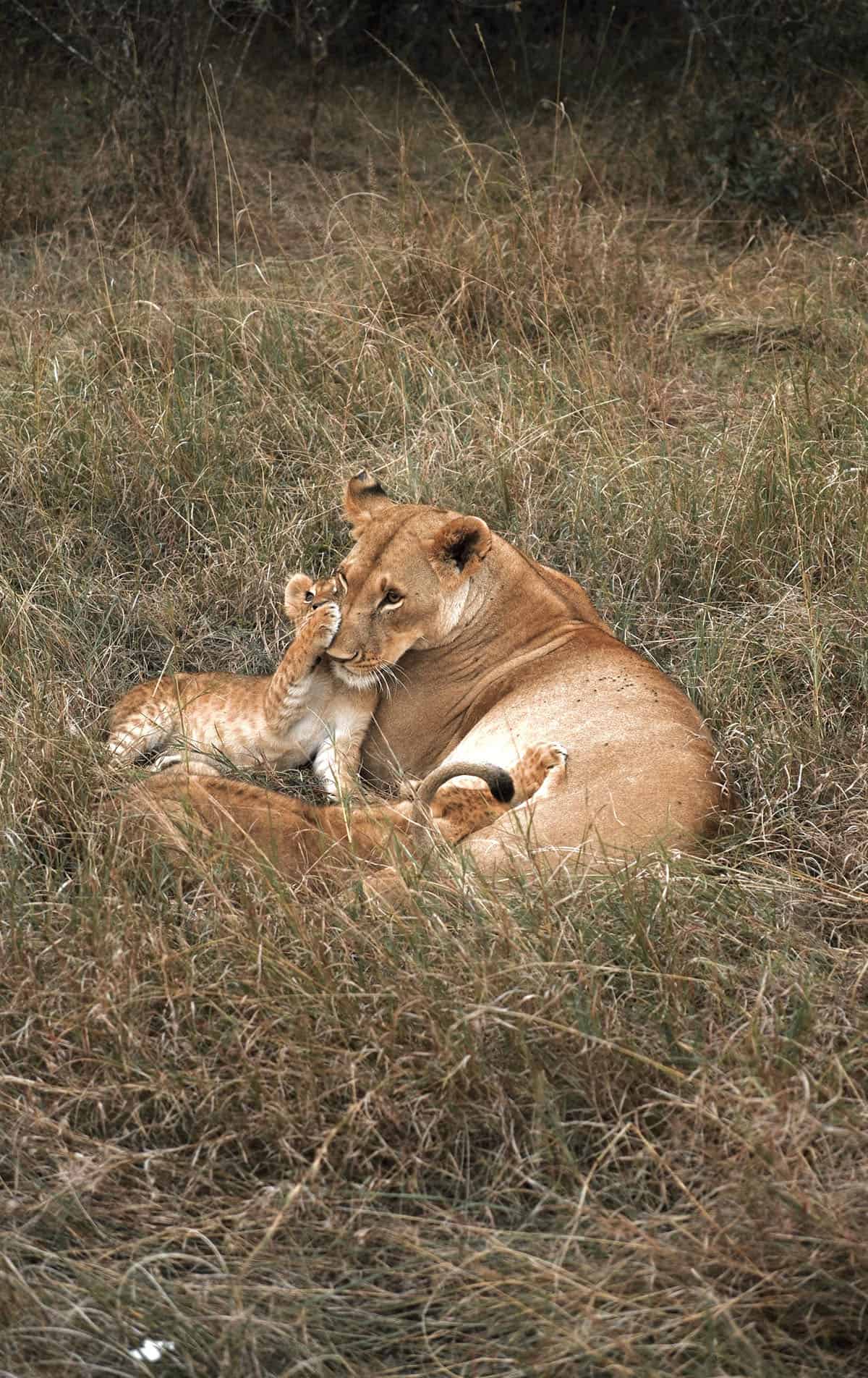 A lionness and her cubs at dusk in the Masai Mara