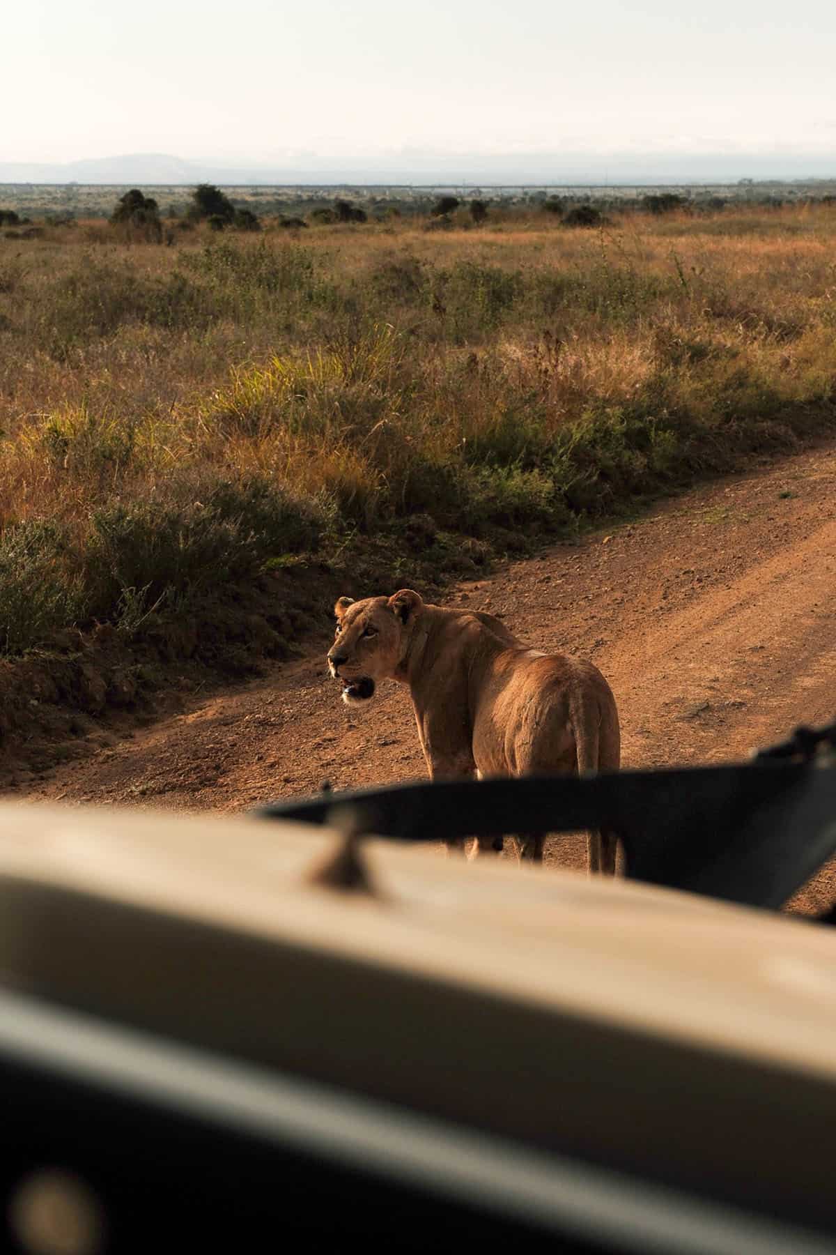 An animal of a lion in Nairobi National Park as seen from a Safari car.