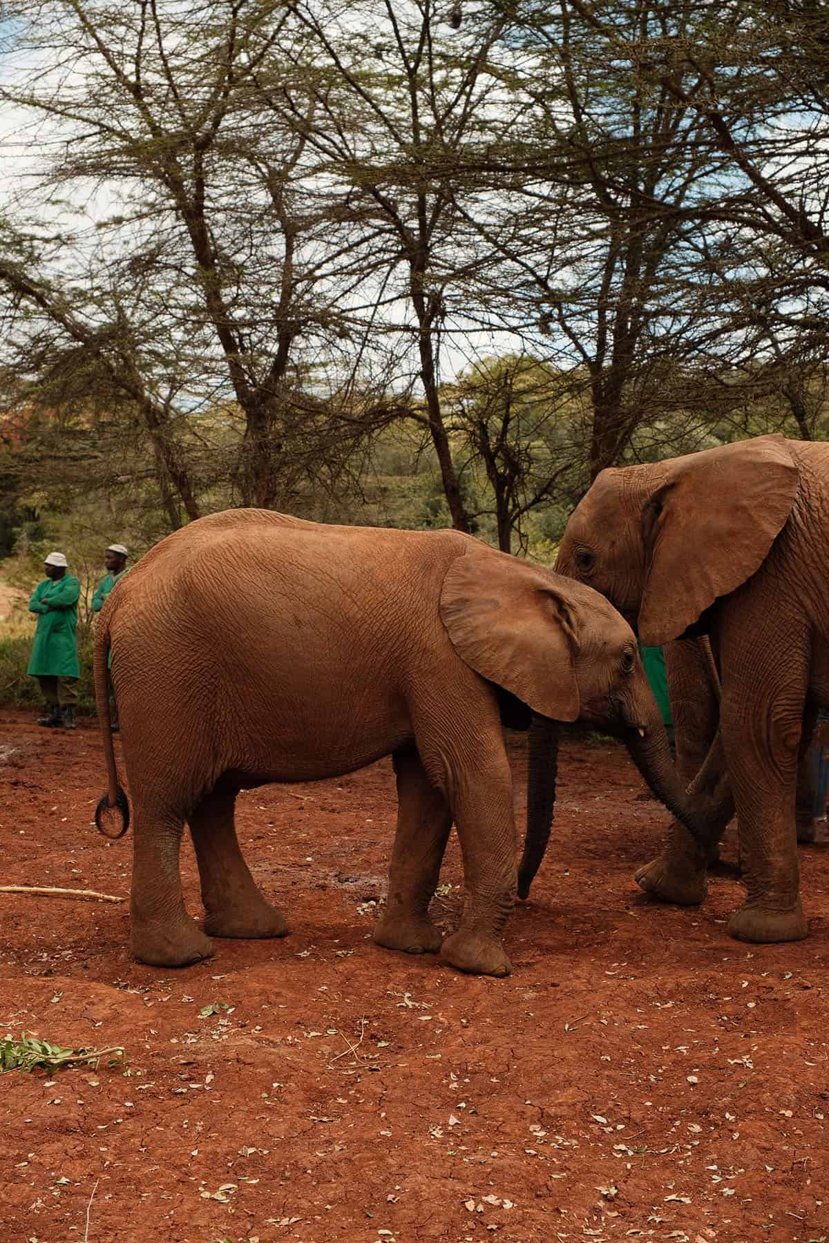 The elephants at the Sheldrick Animal Trust in Nairobi, Kenya