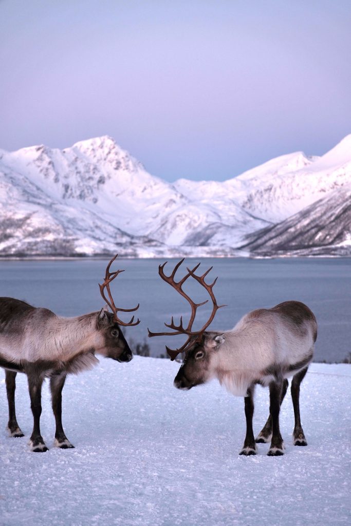An image of reindeer set against a snowy mountainous backdrop at sunset in Tromsø, Norway