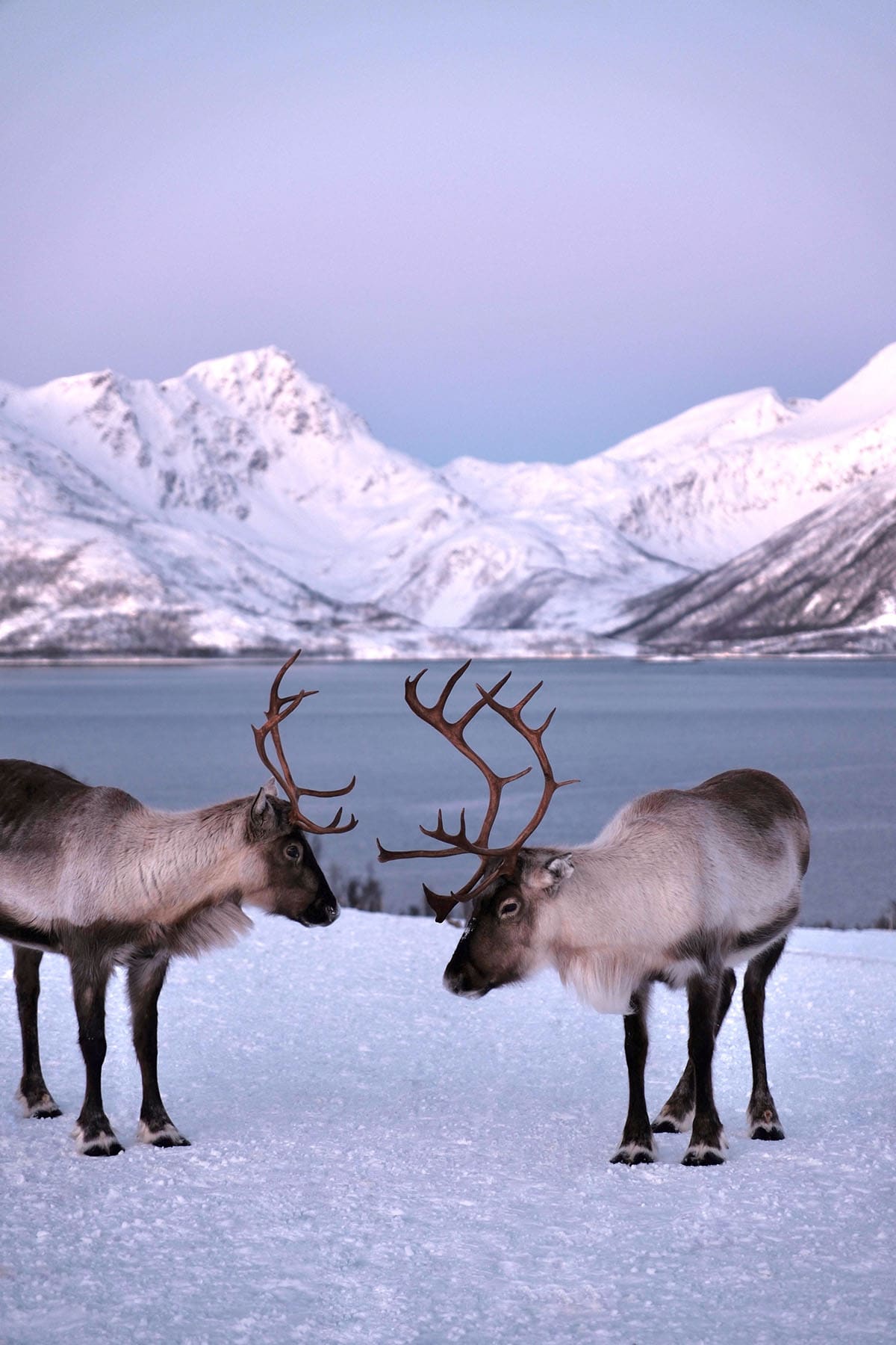 An image of reindeer set against a snowy mountainous backdrop at sunset in Tromsø, Norway
